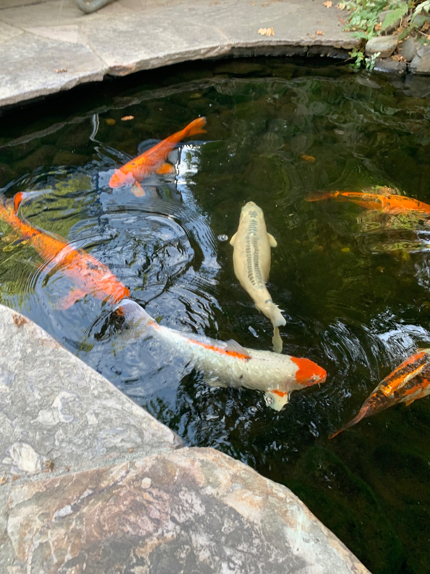 Mixed Koi - Large Pond Fish — photo 1 of 3