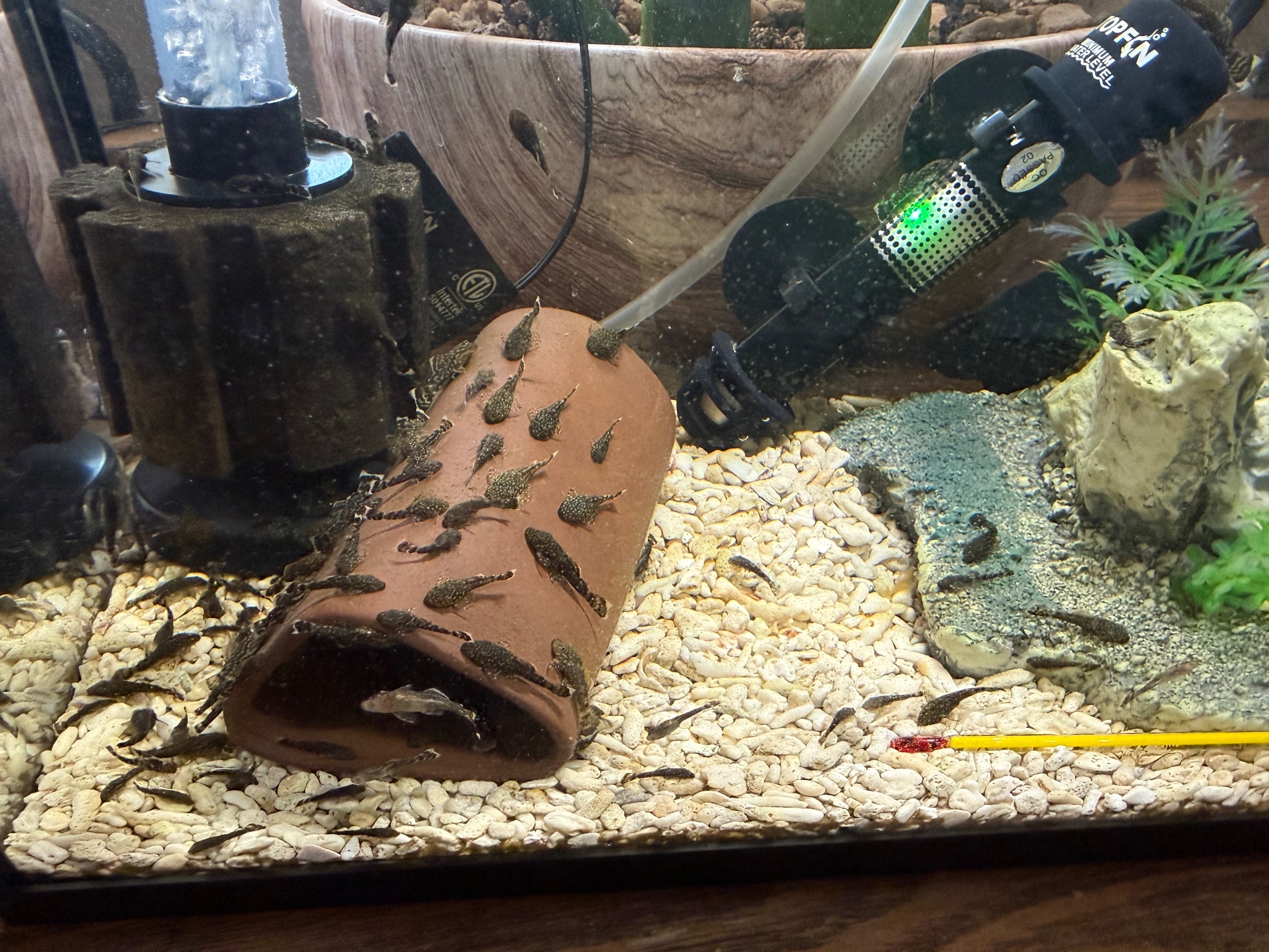 Bristlenose Plecos - 3 to 7 months — photo 1 of 5