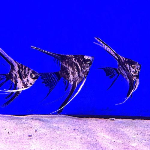 Longfin Koi Angelfish