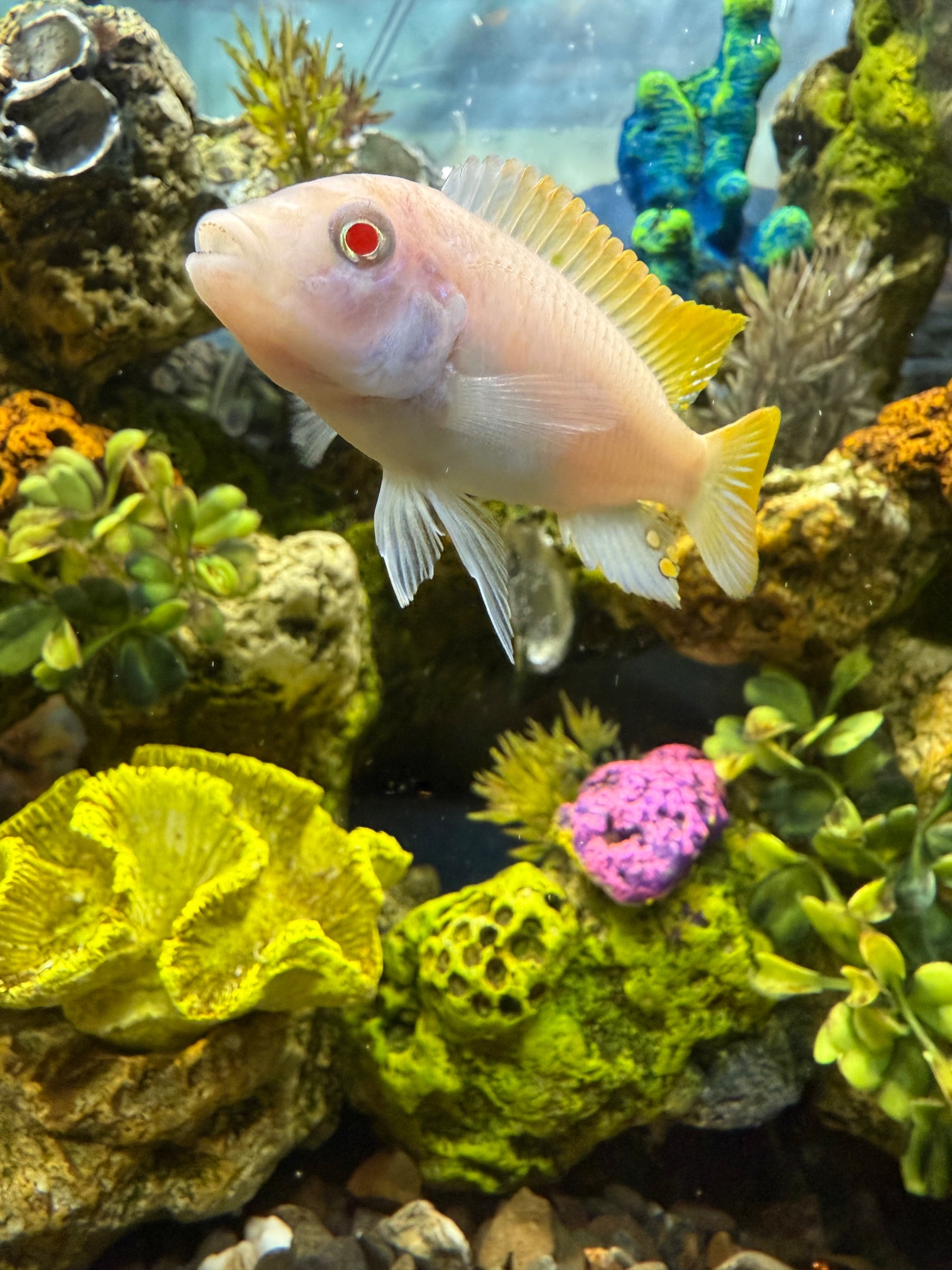 Albino Peacock Cichlid in a member's tank