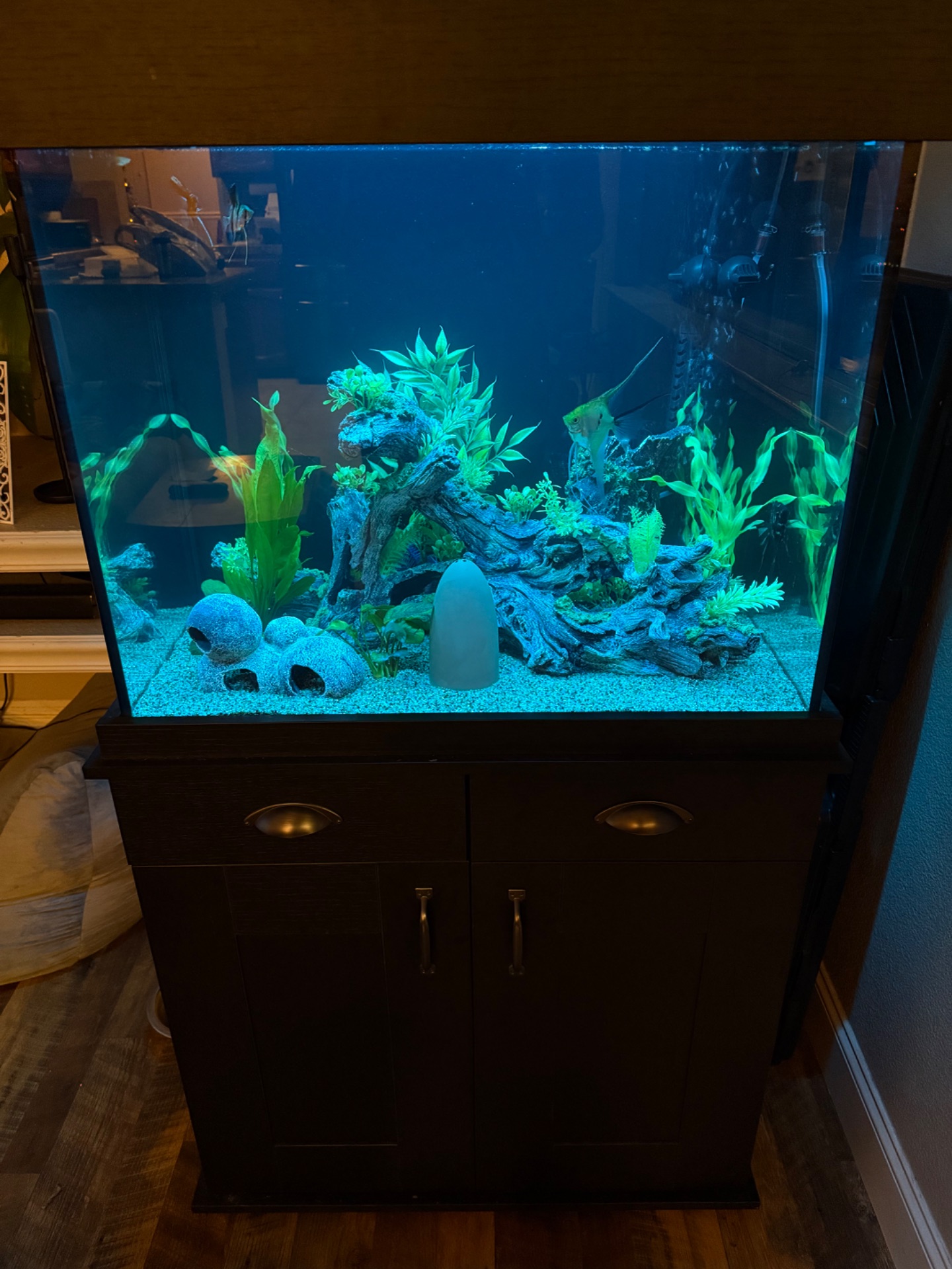 Angelfish Habitat