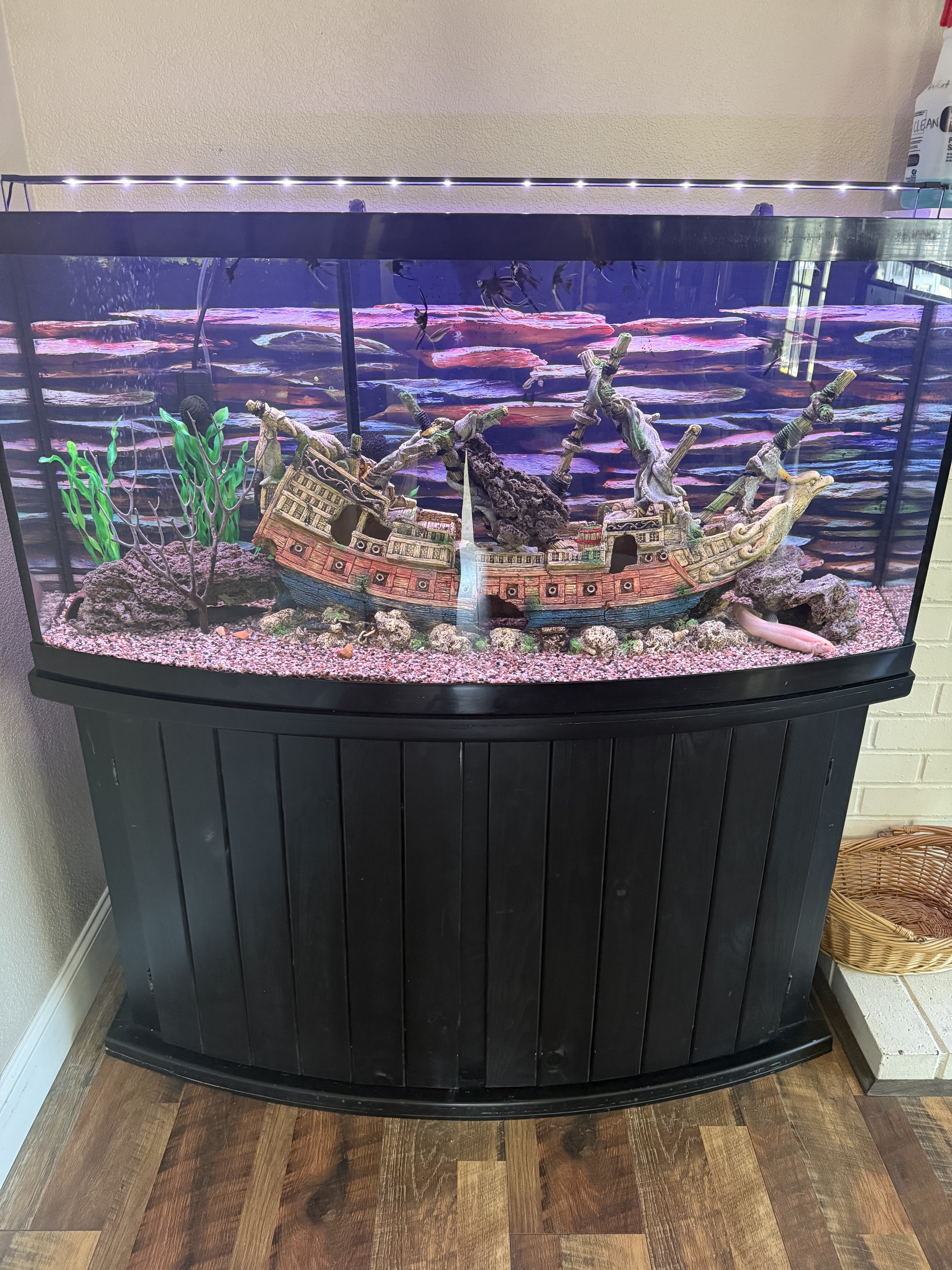 60 Gallon Bowfront